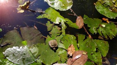 Прикрепленное изображение: SfDzhPQSusE.jpg